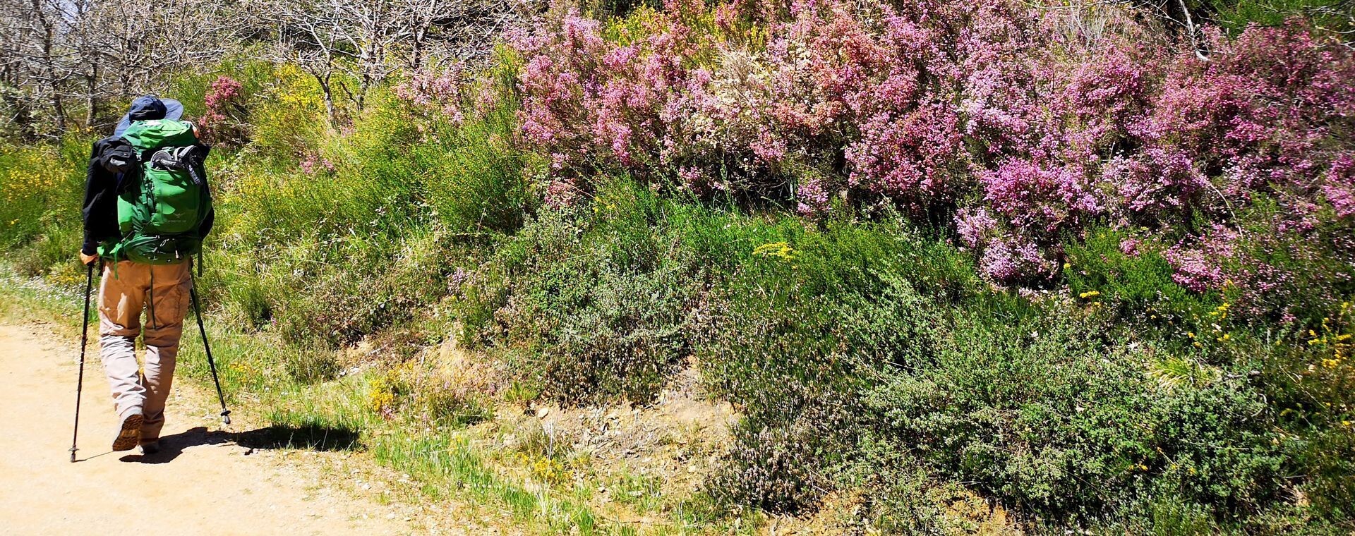 Randonneur sur un sentier bordé de bruyères fleuries - Chemin de Saint-Jacques - Castille - Espagne