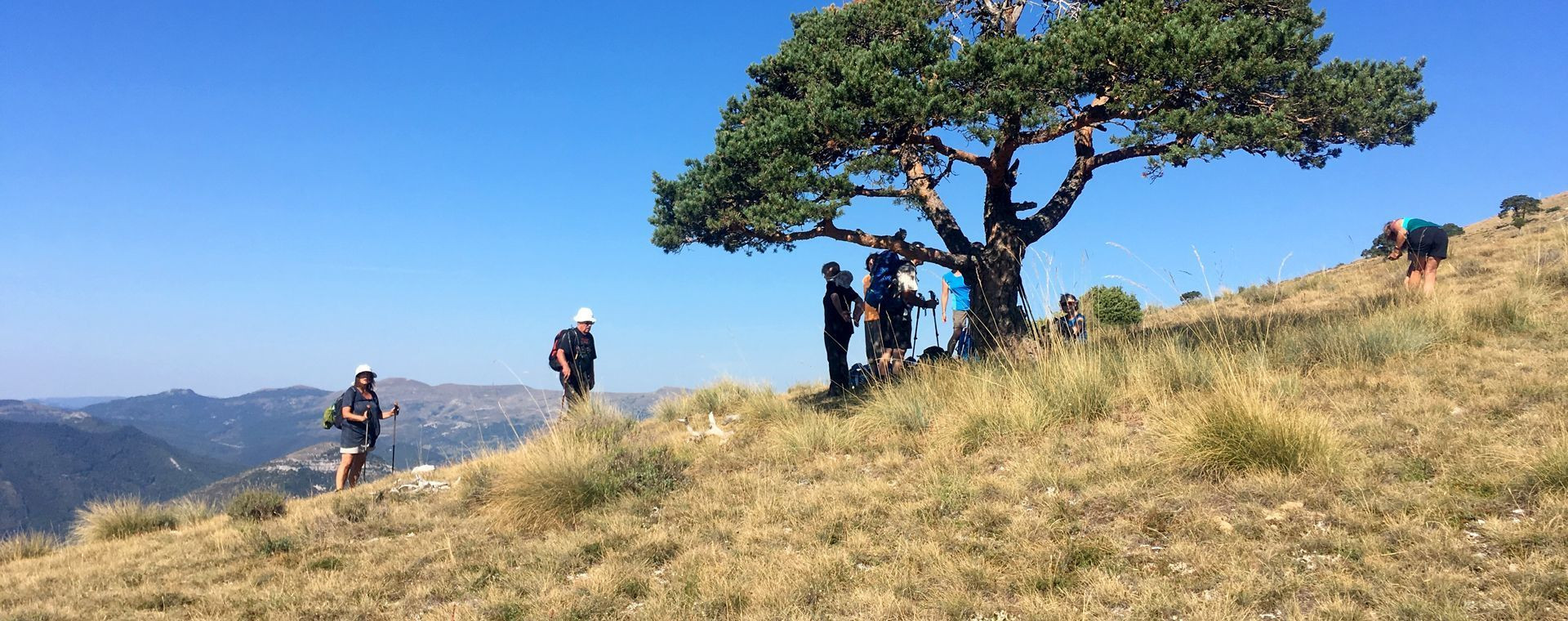 Randonneurs près d'un pin solitaire au col de l'Aup - Massif du Dévoluy - Alpes