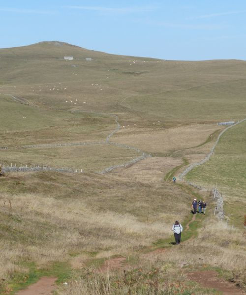 Randonneurs sur les vastes pâturages de l'Aubrac avec murets de pierre - Aveyron - France
