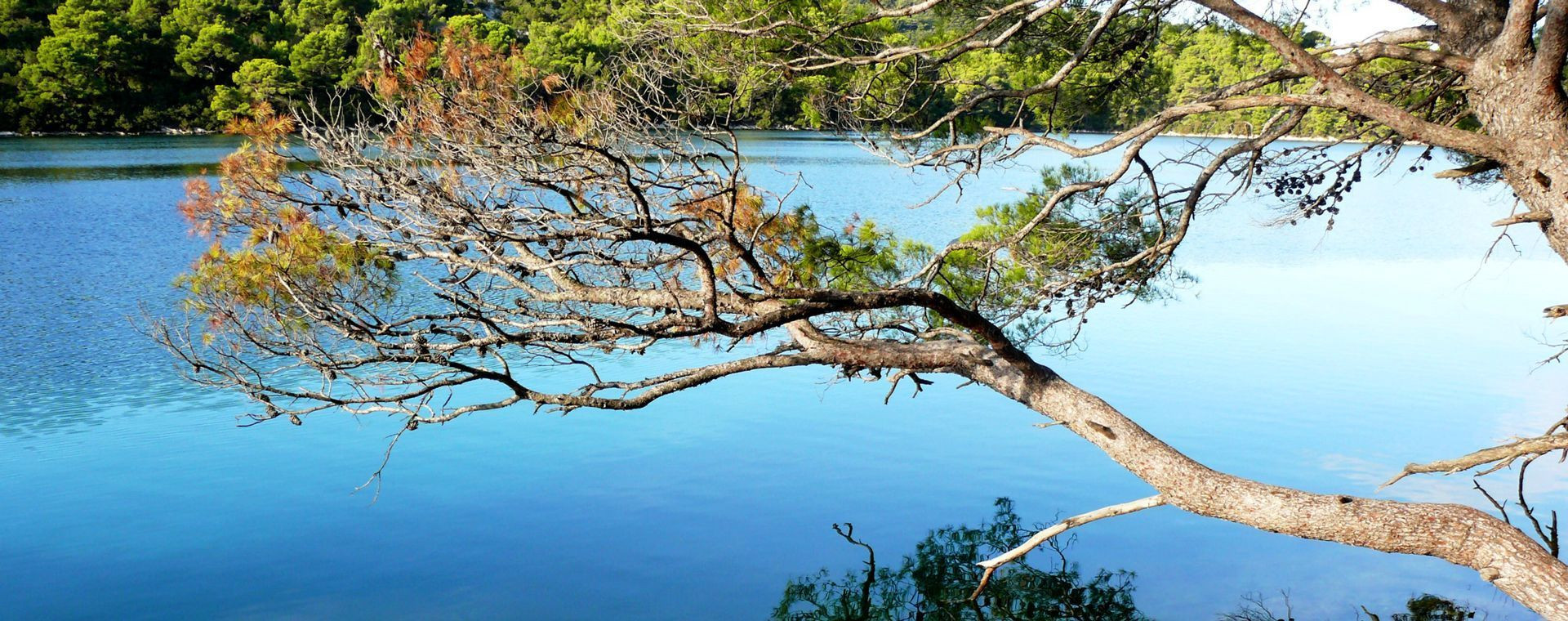 Arbre penché au-dessus d'un lac turquoise - Dalmatie - Croatie