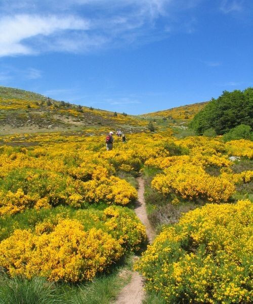Randonnée dans les genêts le long du Tarn - Cévennes - France