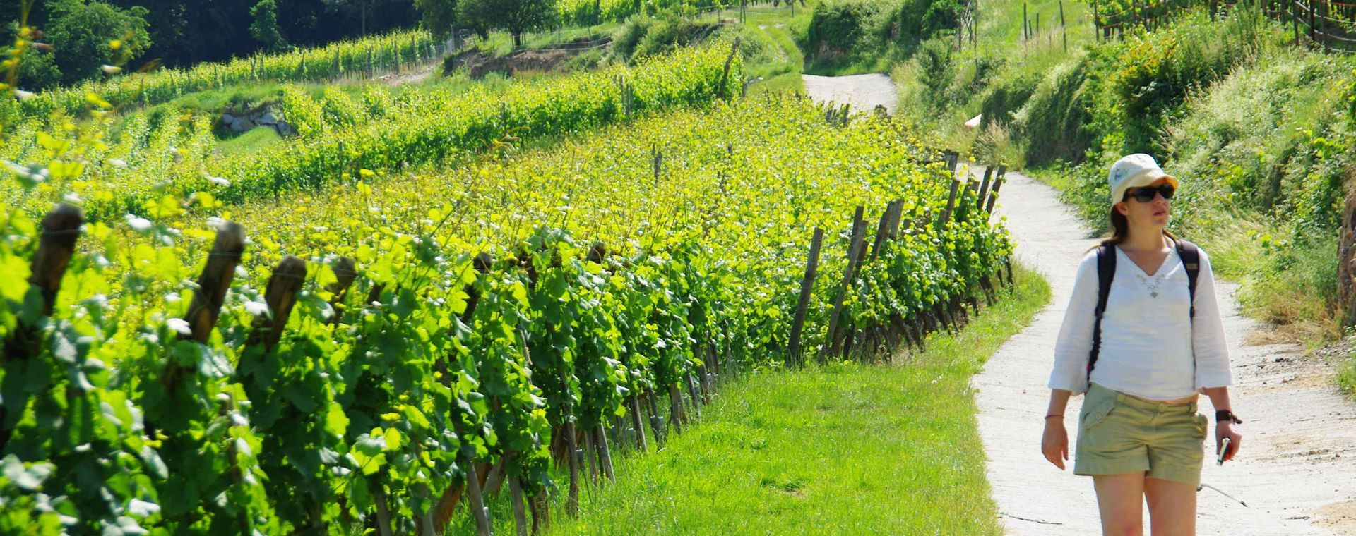 Randonnée dans les vignes - Alsace - France