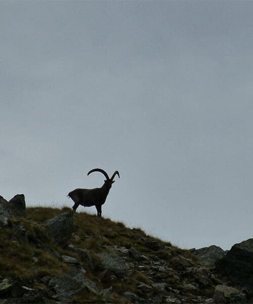 Bouquetin dans la pénombre - Alpes - France