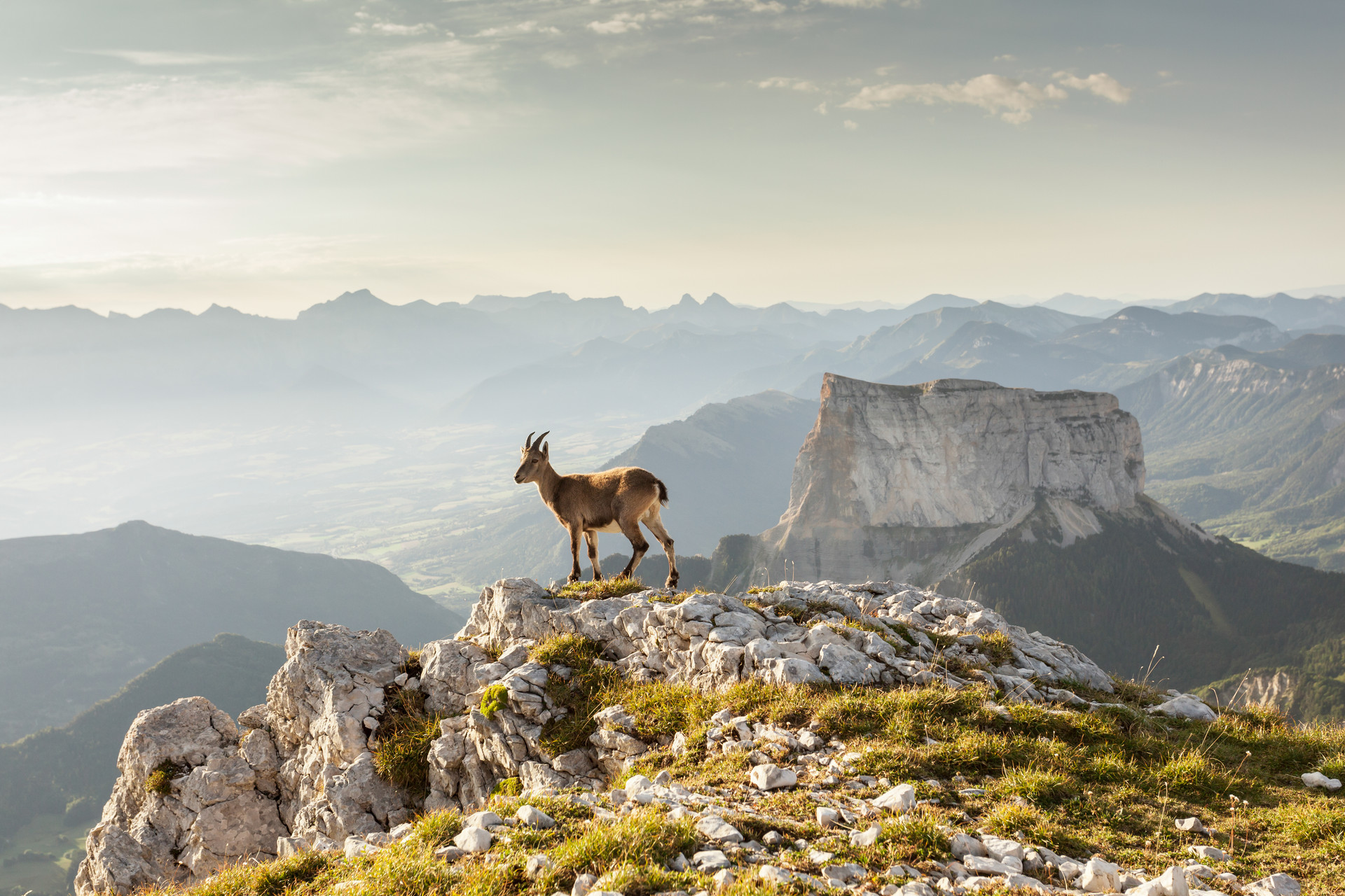 Tous droits réservés Bouquetin sur un promontoire rocheux des hauts plateaux du Vercors, le Mont Aiguille en arrière-plan