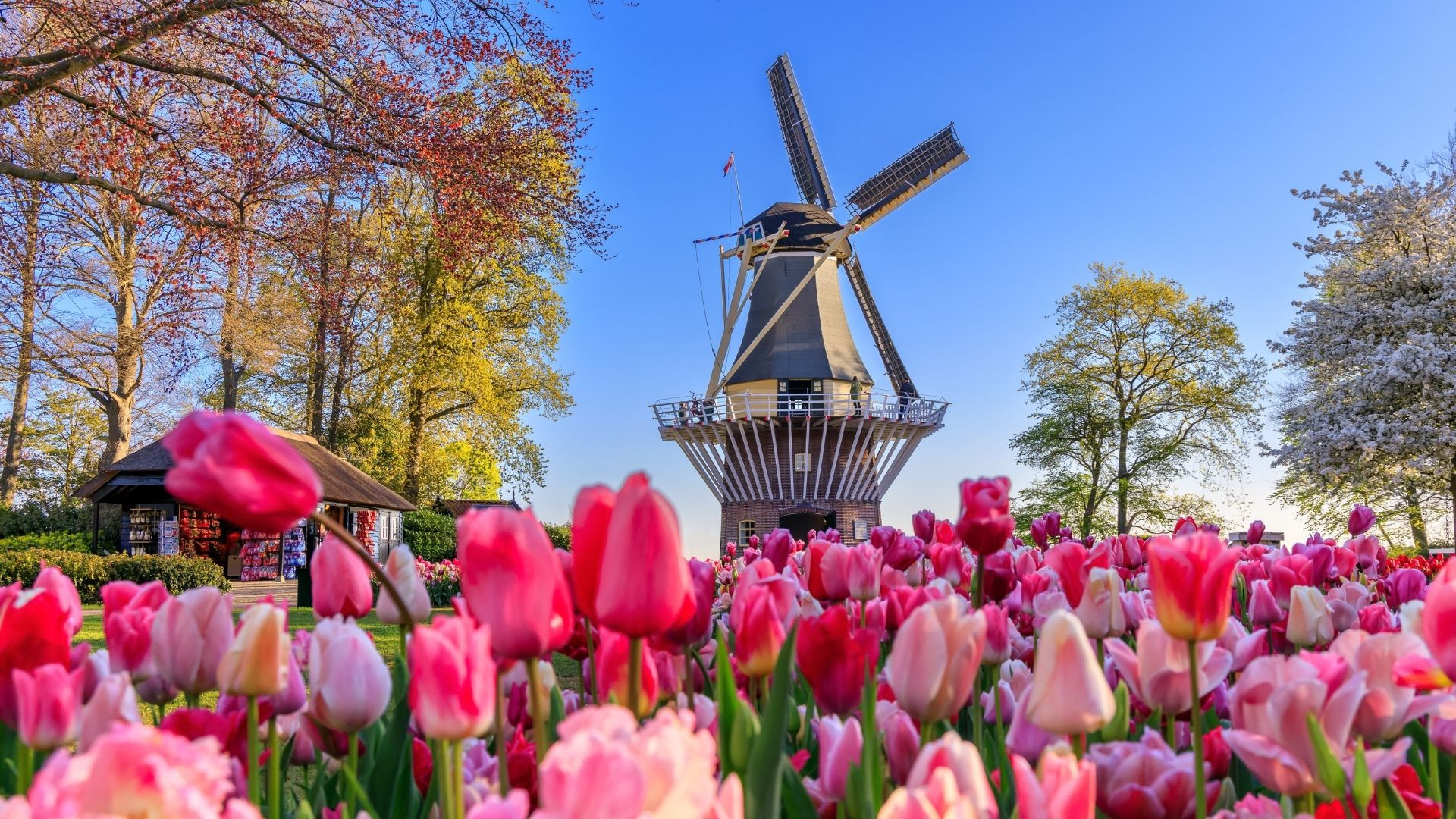 Moulin et champ de tulipes - Keukenhof - Pays-Bas