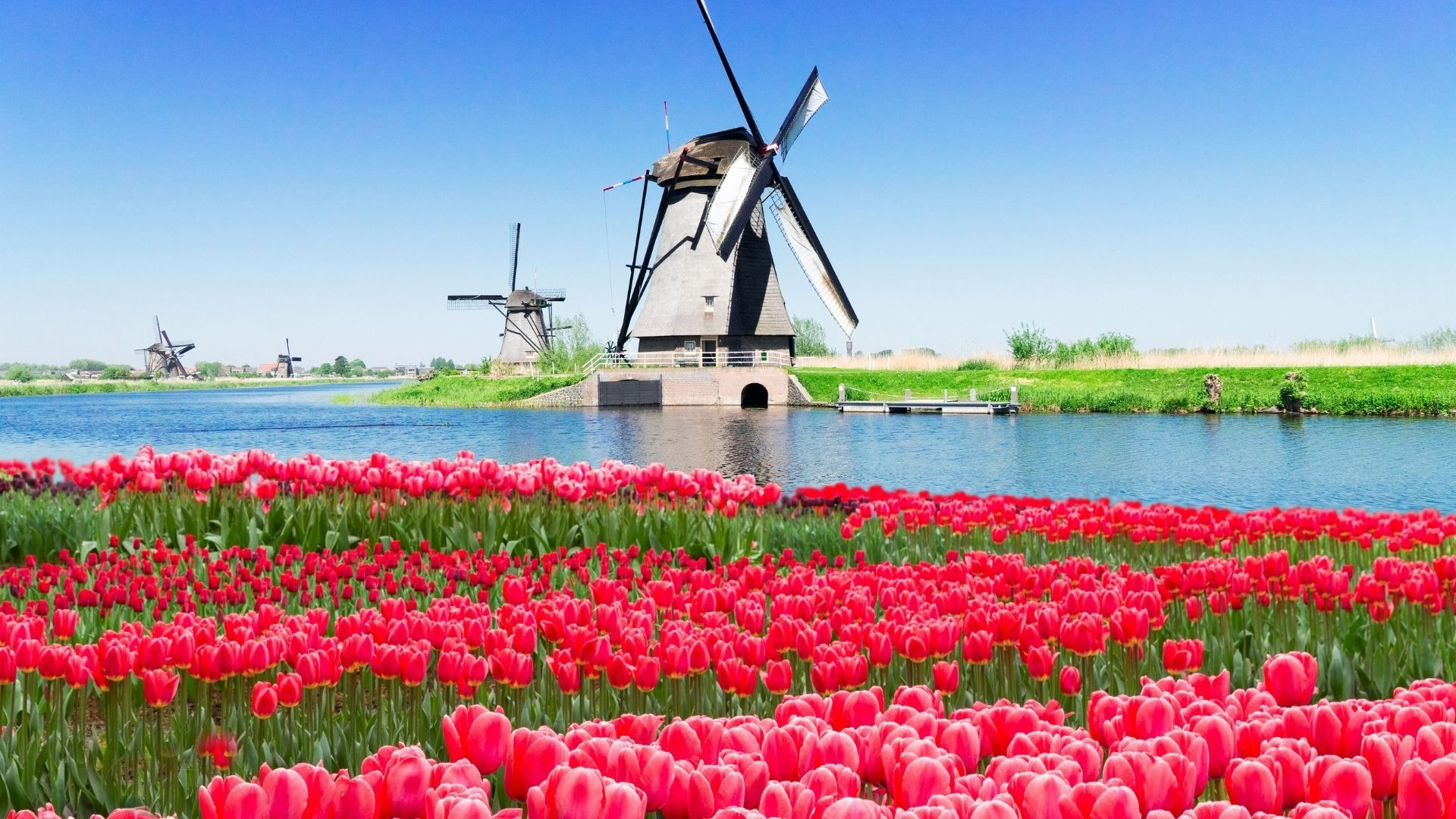 Moulins et champ de tulipes de Kinderdijk - Hollande - Pays-Bas