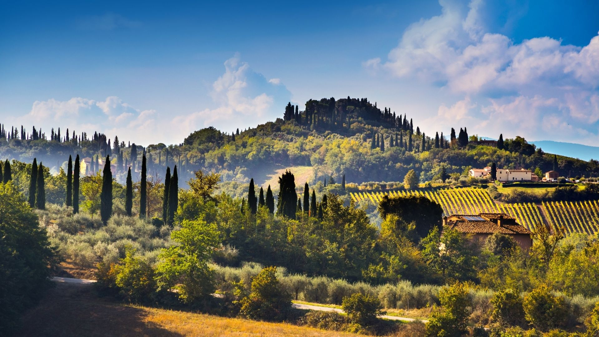 Collines, cyprès et vignobles toscans - Toscane - Italie