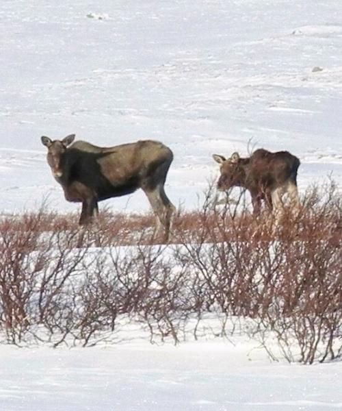 © François Trifard J4 - Élan et son petit à Alesjaure - Piste Royale