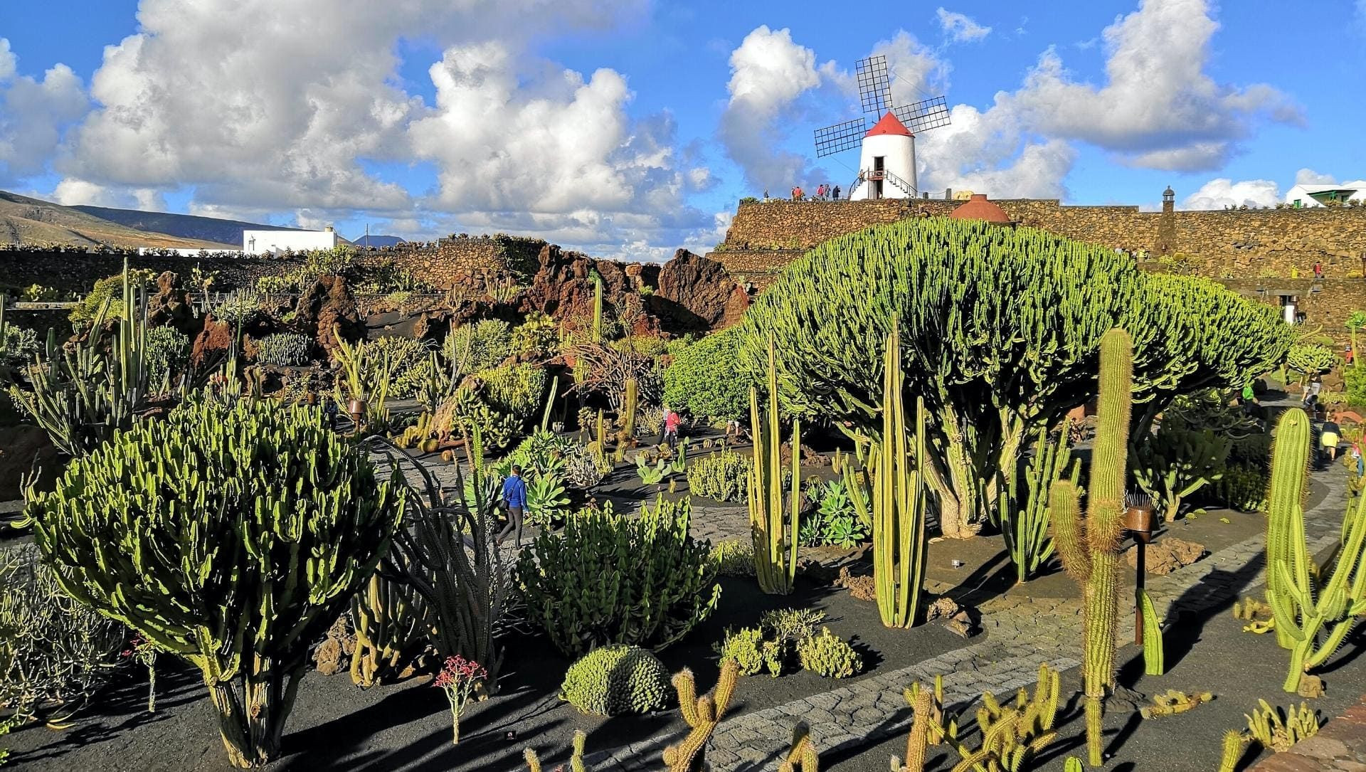 © Antonio Sessa, Unsplash Jardin de cactus et moulin à vent à Teguise - Lanzarote - Espagne