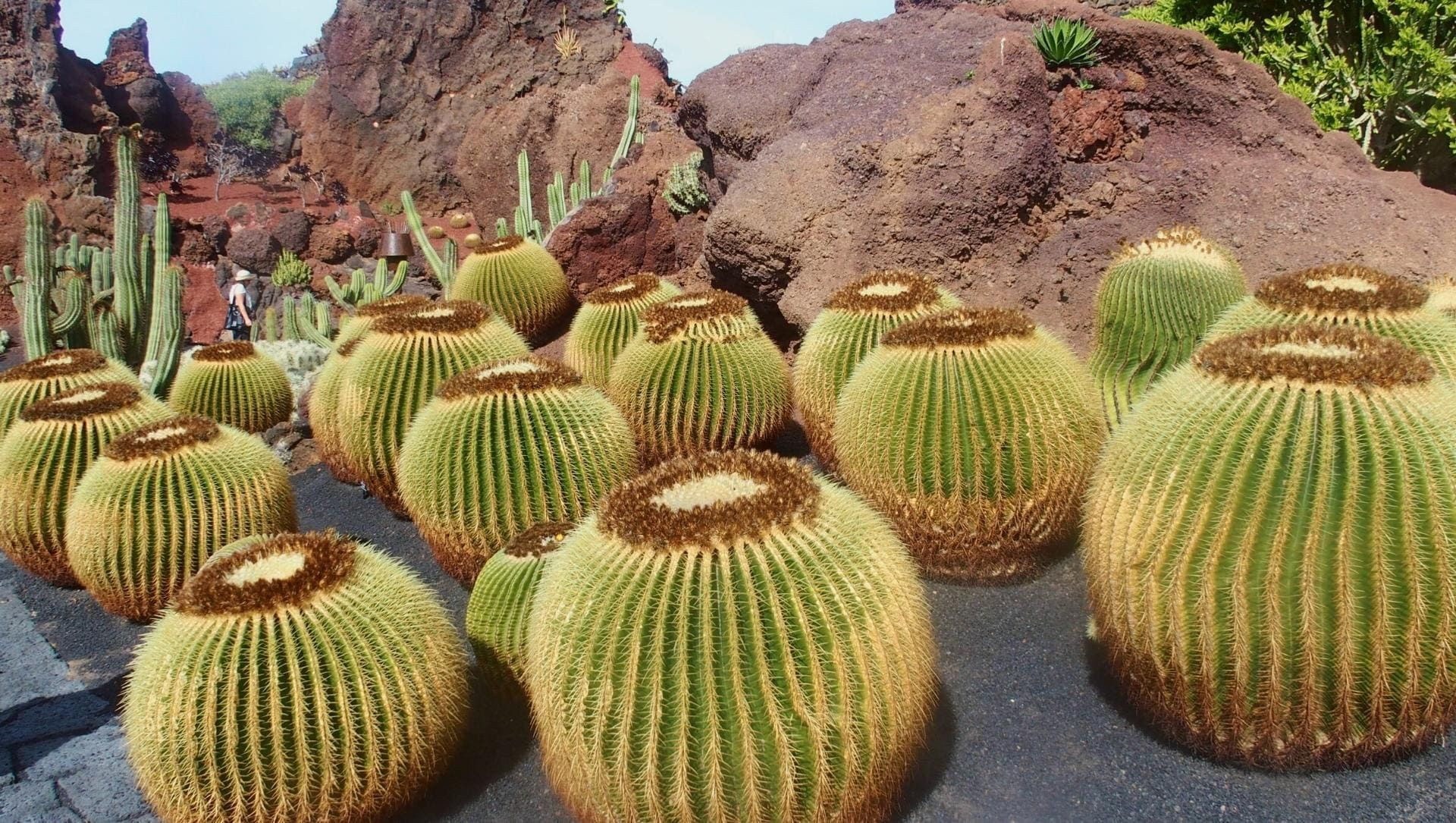 © Jean Claude Cactus du Jardín de Cactus de Teguise - Lanzarote - Espagne