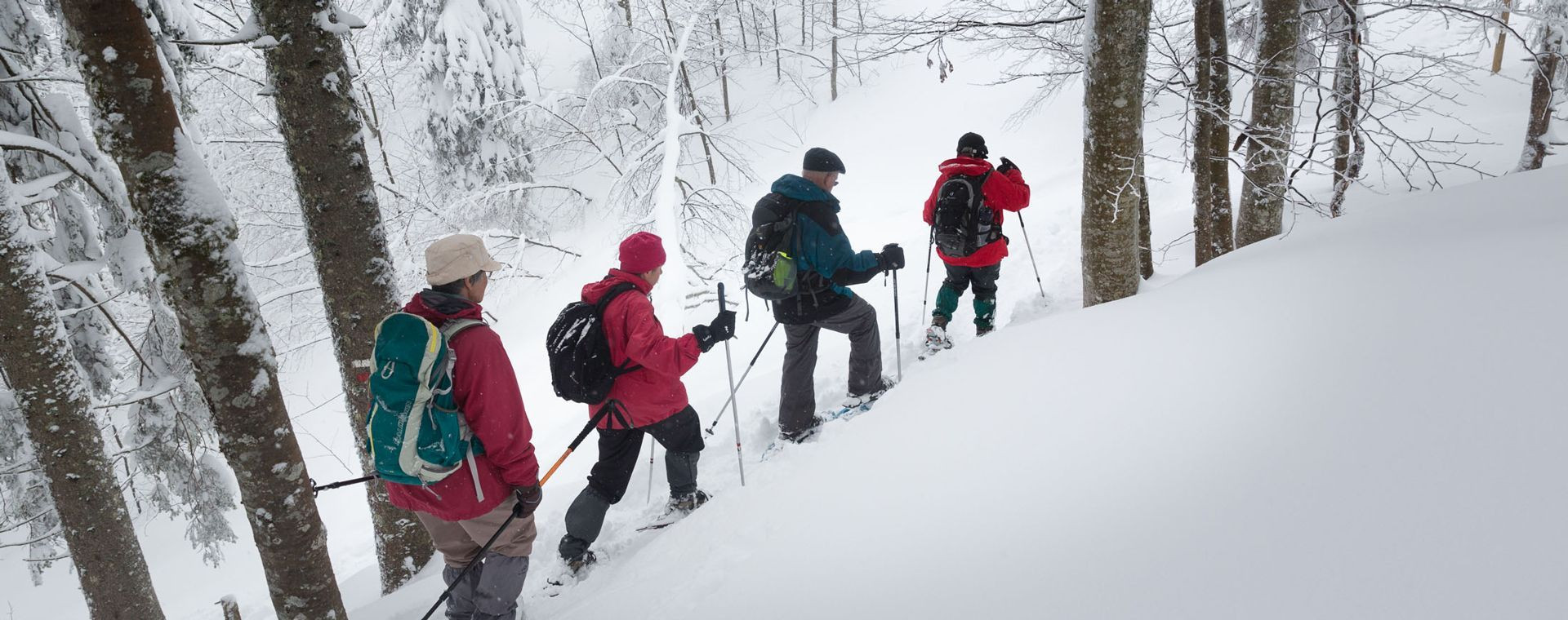 Randonneurs en raquettes dans la forêt enneigée - Jura - France