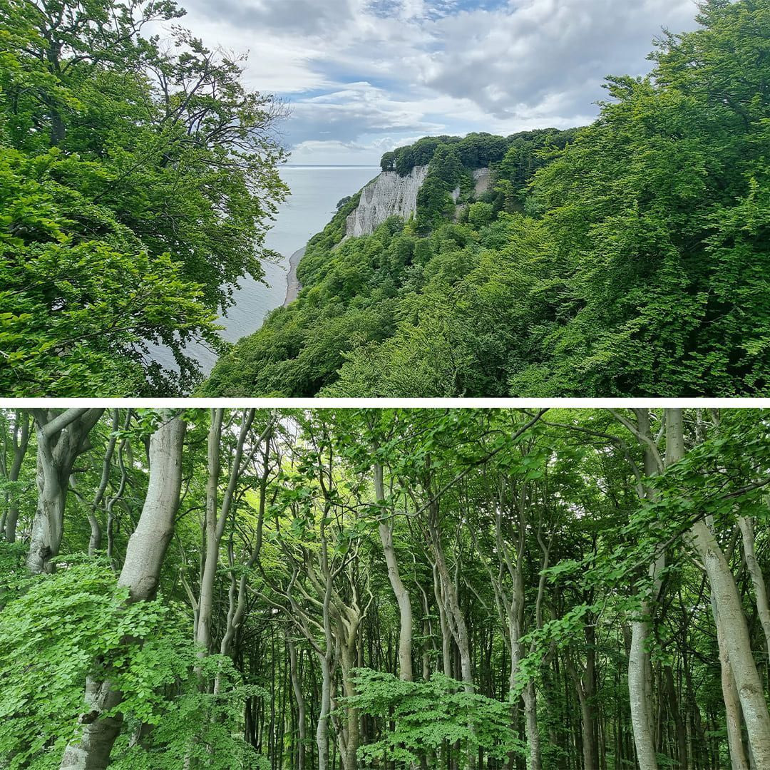 © Anne-Marie Billault 25 Rügen, le Koenigsstuhl et la forêt d'hêtres © Anne-Marie Billault