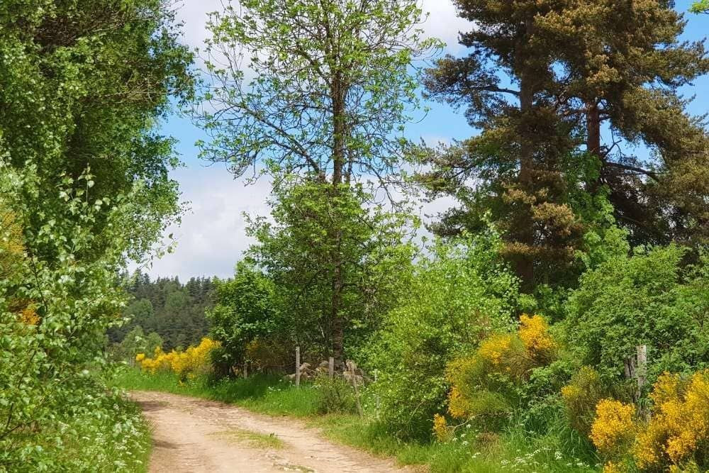 © Anne-Marie Billault L'Aubrac en fleurs © Anne-Marie Billault