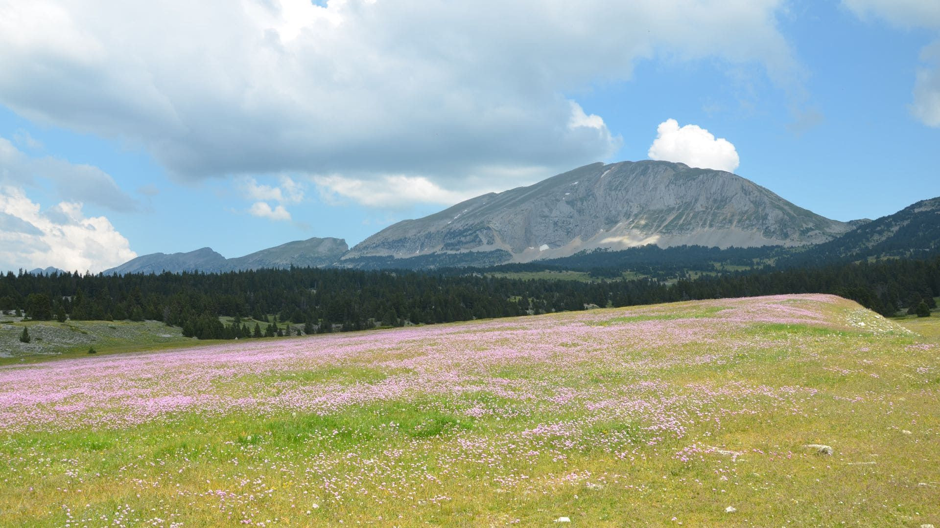 La Flore Des Hauts Plateaux Du Vercors Alpes Du Nord France C Quentin Vanaker - Alpes