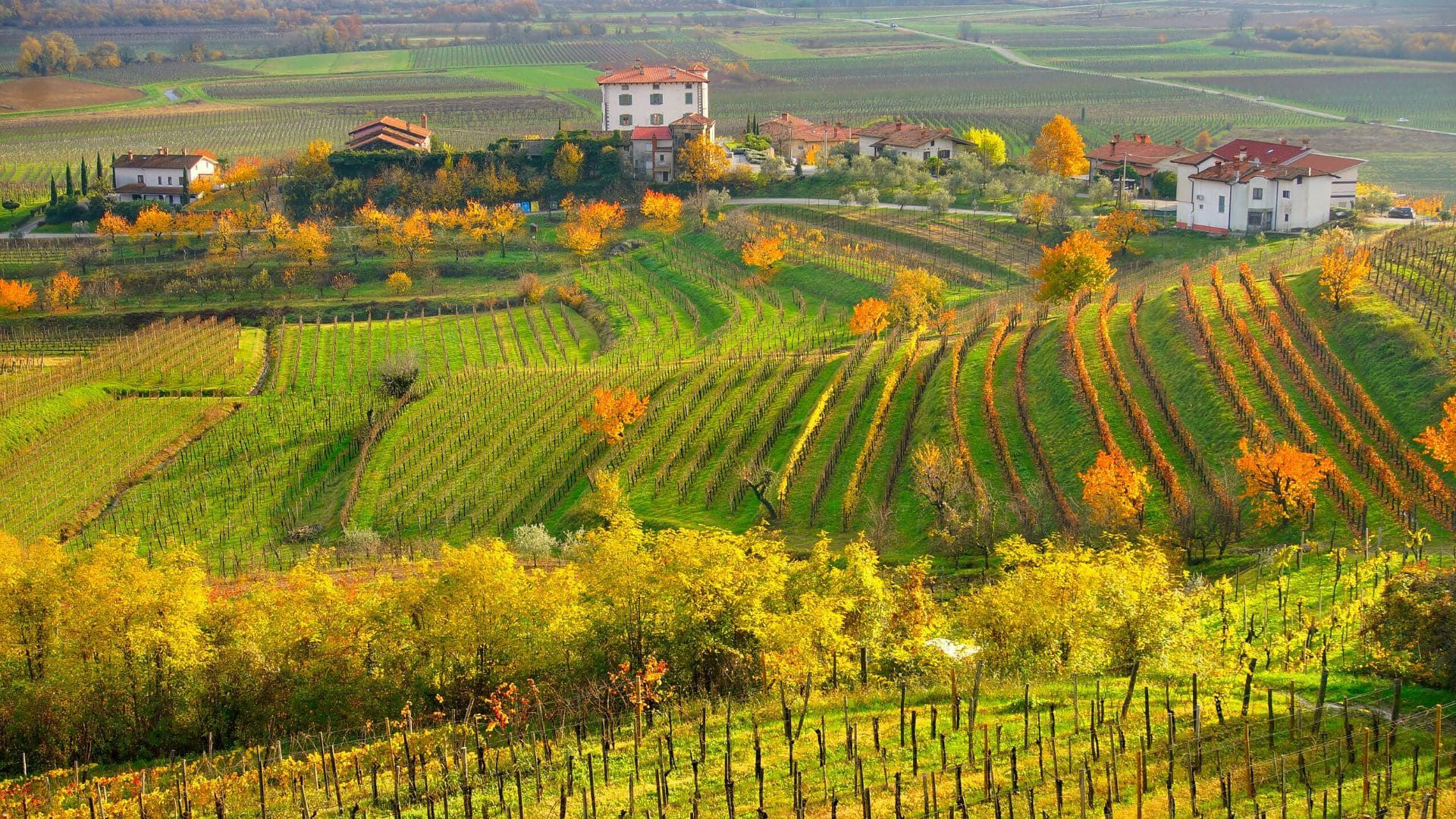 Vignobles en terrasses du Collio en automne - Frioul-Vénétie Julienne - Italie
