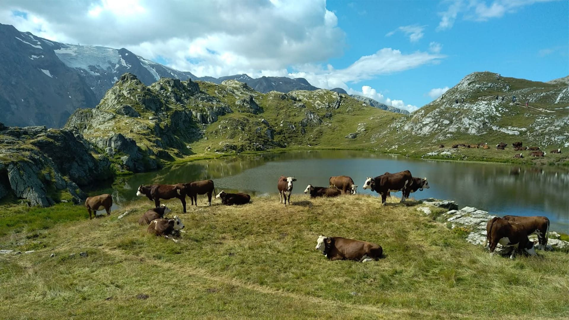 © Lionel Laurent Troupeau de vaches près d'un lac d'altitude - Tour de l'Oisans - France