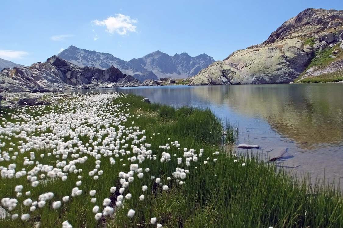 © Marc Laurans Lac de montagne et linaigrettes - Lac Blanchet - Alpes - France