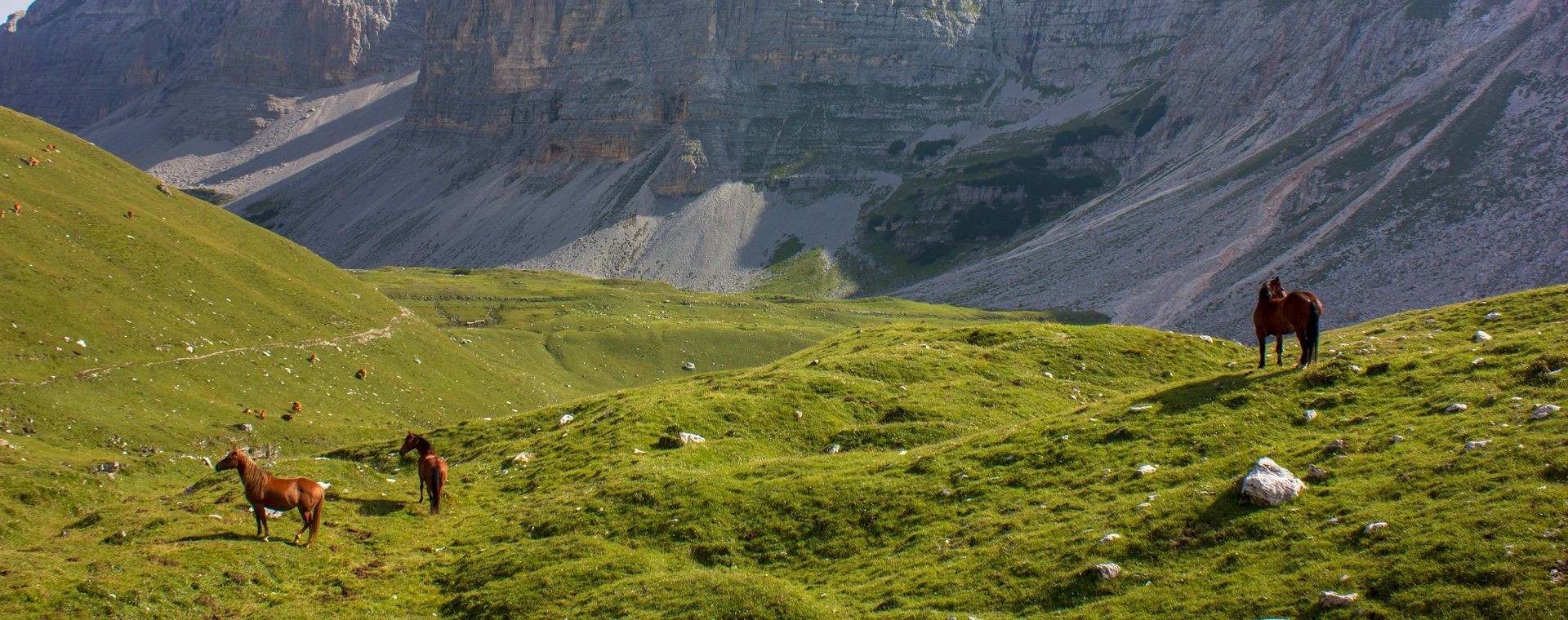 Chevaux sauvages en alpage - Dolomites de Brenta - Italie