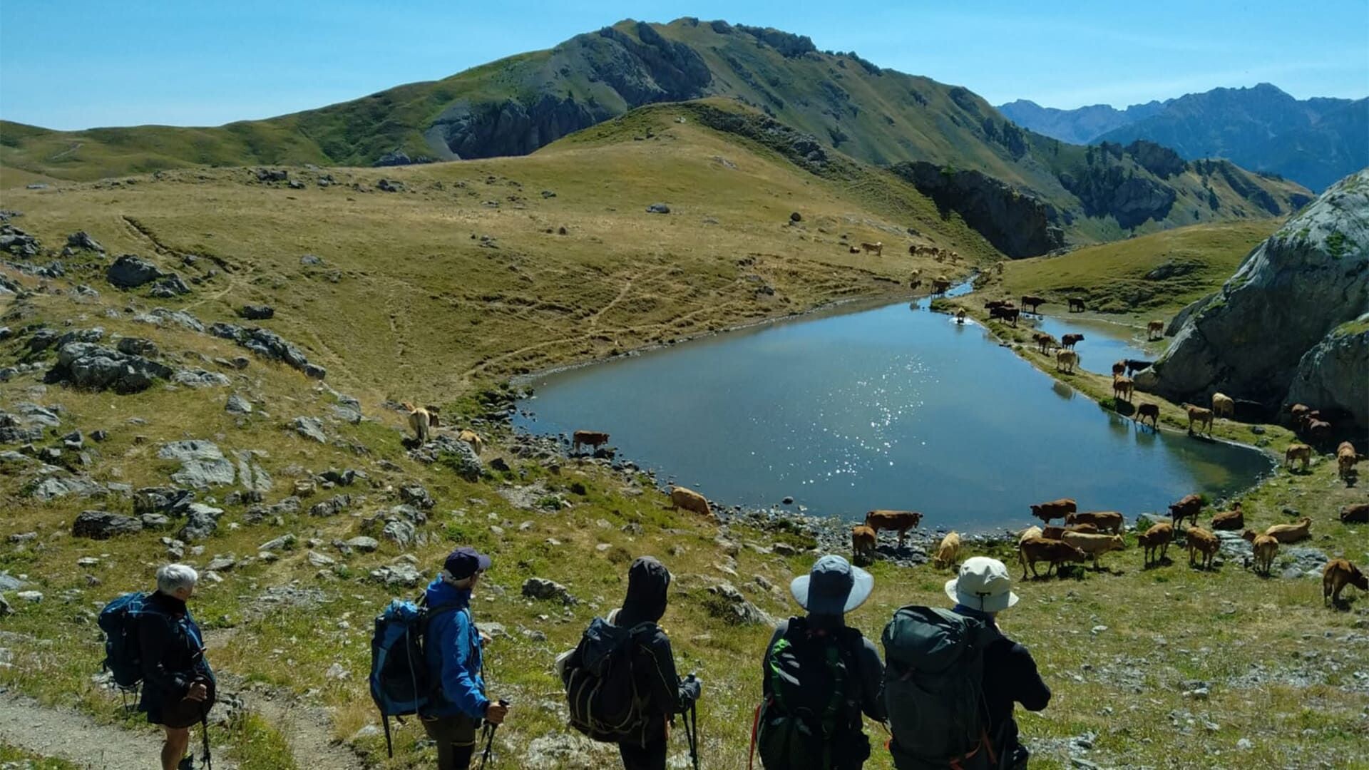 © Lionel Laurent Randonneurs et vaches devant un lac d'altitude - Tour de l'Oisans - Alpes - France