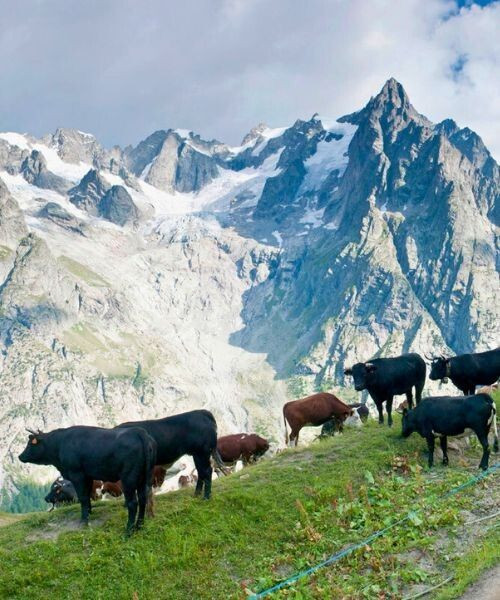 © Christian Martelet Les vaches d'Hérens