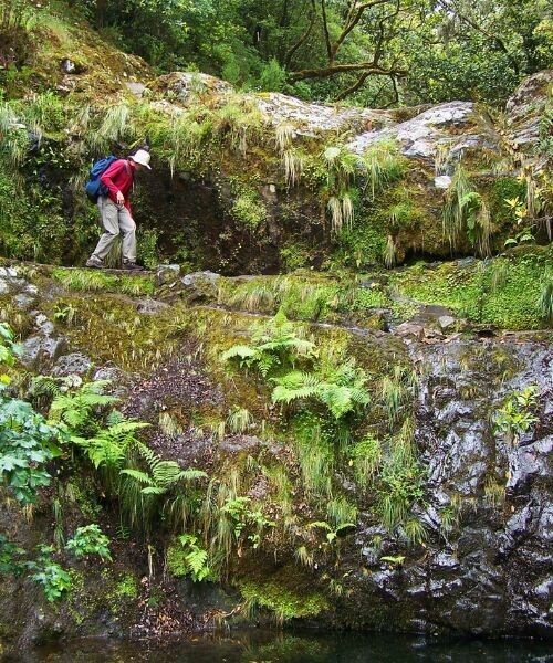 Levada De Caldeirao Verde
