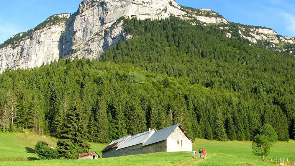 Falaises calcaires et forêt - Chartreuse - France