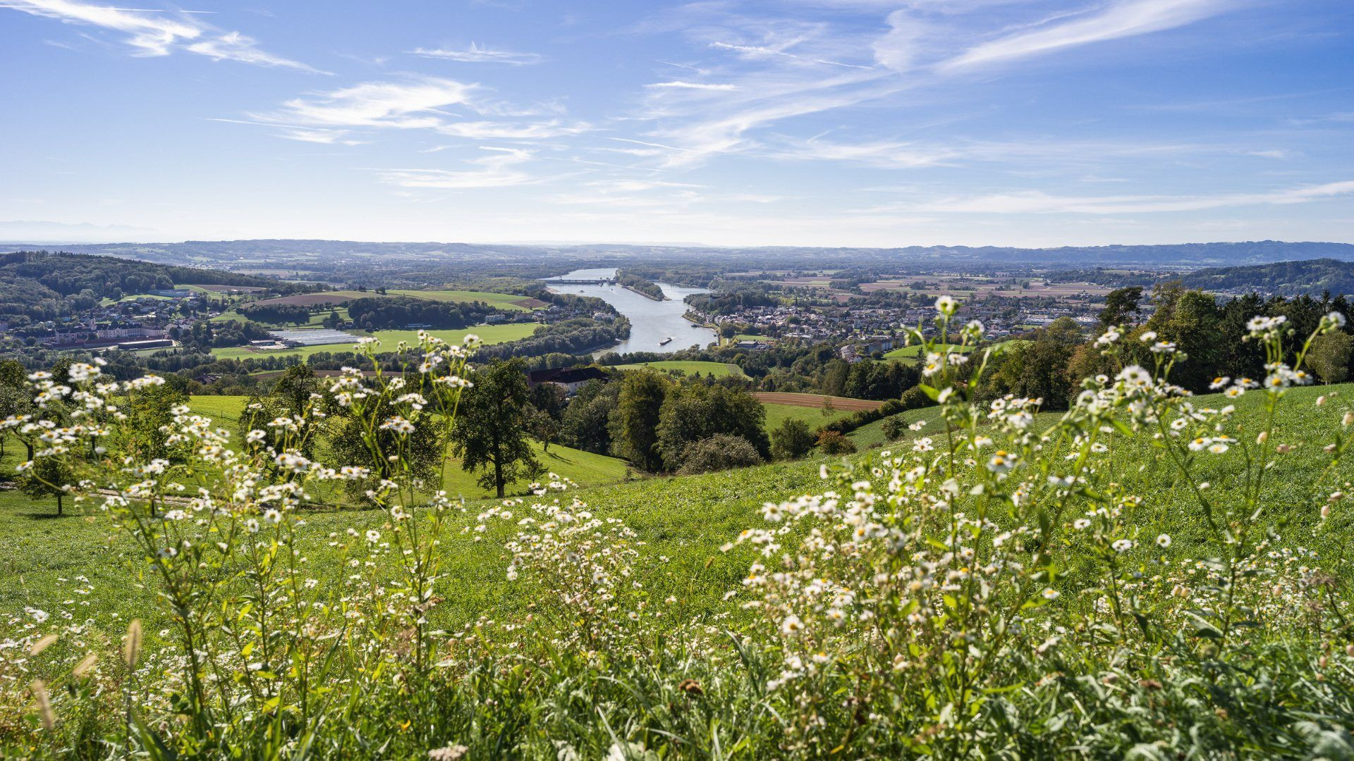 Vue sur le lac depuis une prairie fleurie - Lac de Constance - Allemagne