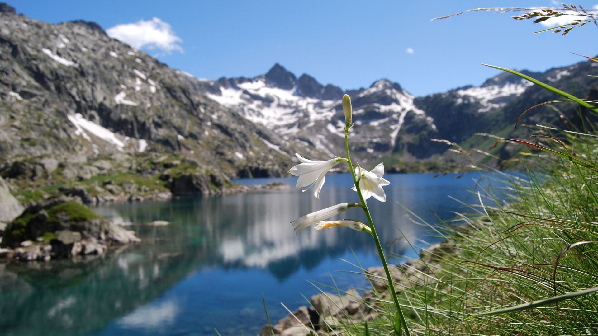 Lis de Saint-Bruno au bord d'un lac de montagne - Pyrénées - Espagne