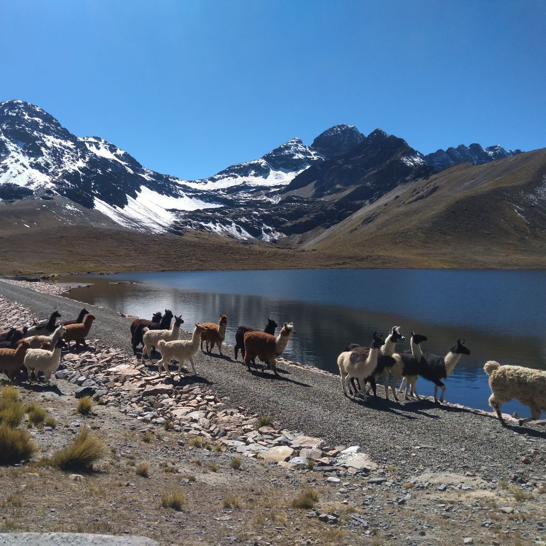 © Laura Kankaanpää Rencontre avec de nombreux lamas dans la Cordillère Royale © Guillaume Lorimier