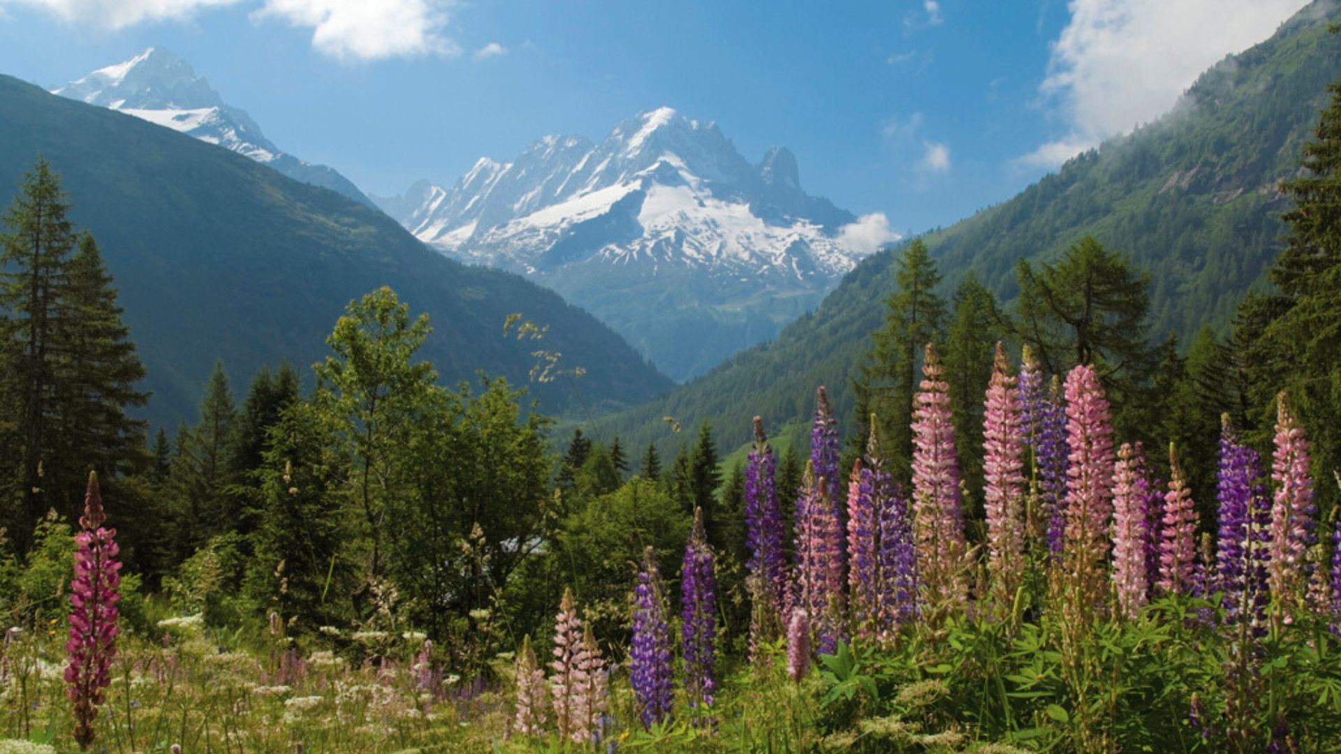 Lupins à Loriaz face au massif du Mont-Blanc - Haute-Savoie - France
