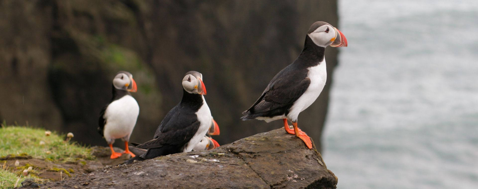 Macareux moines sur la falaise de Dyrhólaey - Islande