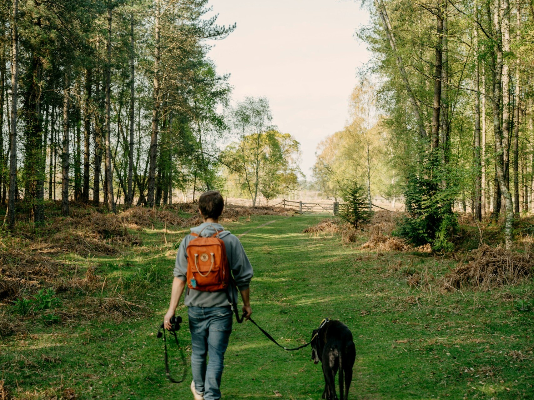 Marcheur et chien en laisse sur un sentier boisé