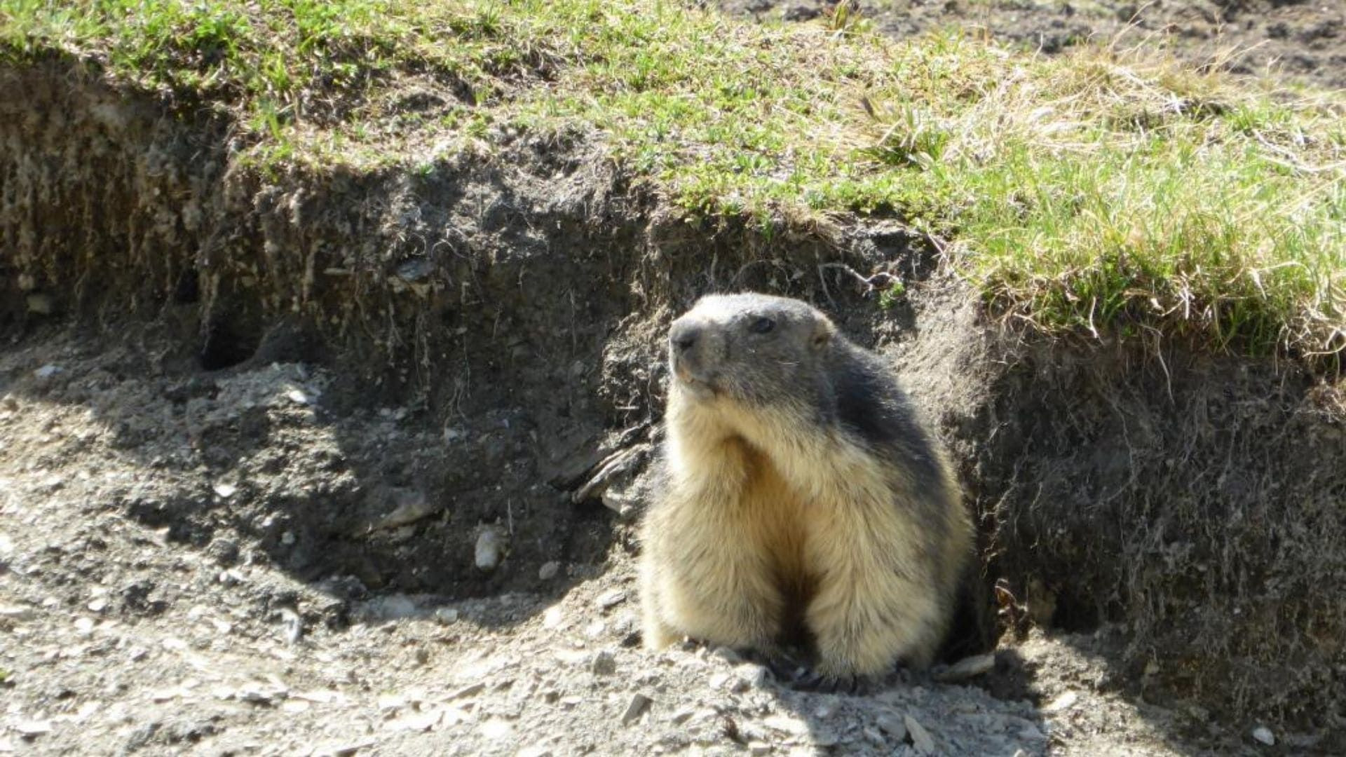 Marmotte à l'entrée de son terrier - massif du Mont-Blanc - France