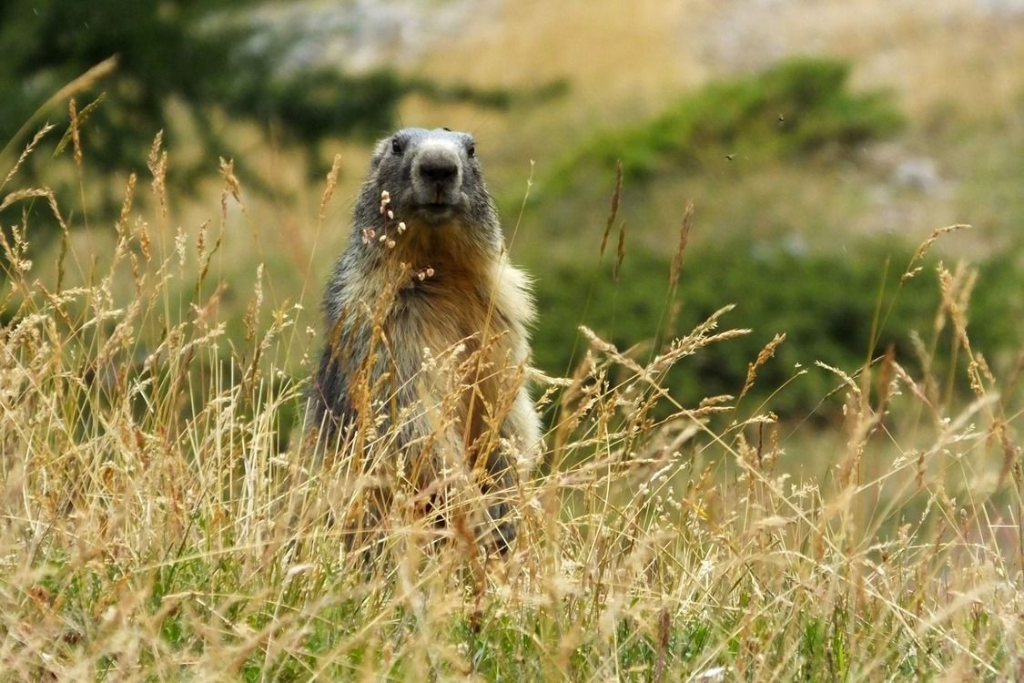 © Marc Laurans Marmotte dressée dans les herbes hautes en montagne - Alpes - France