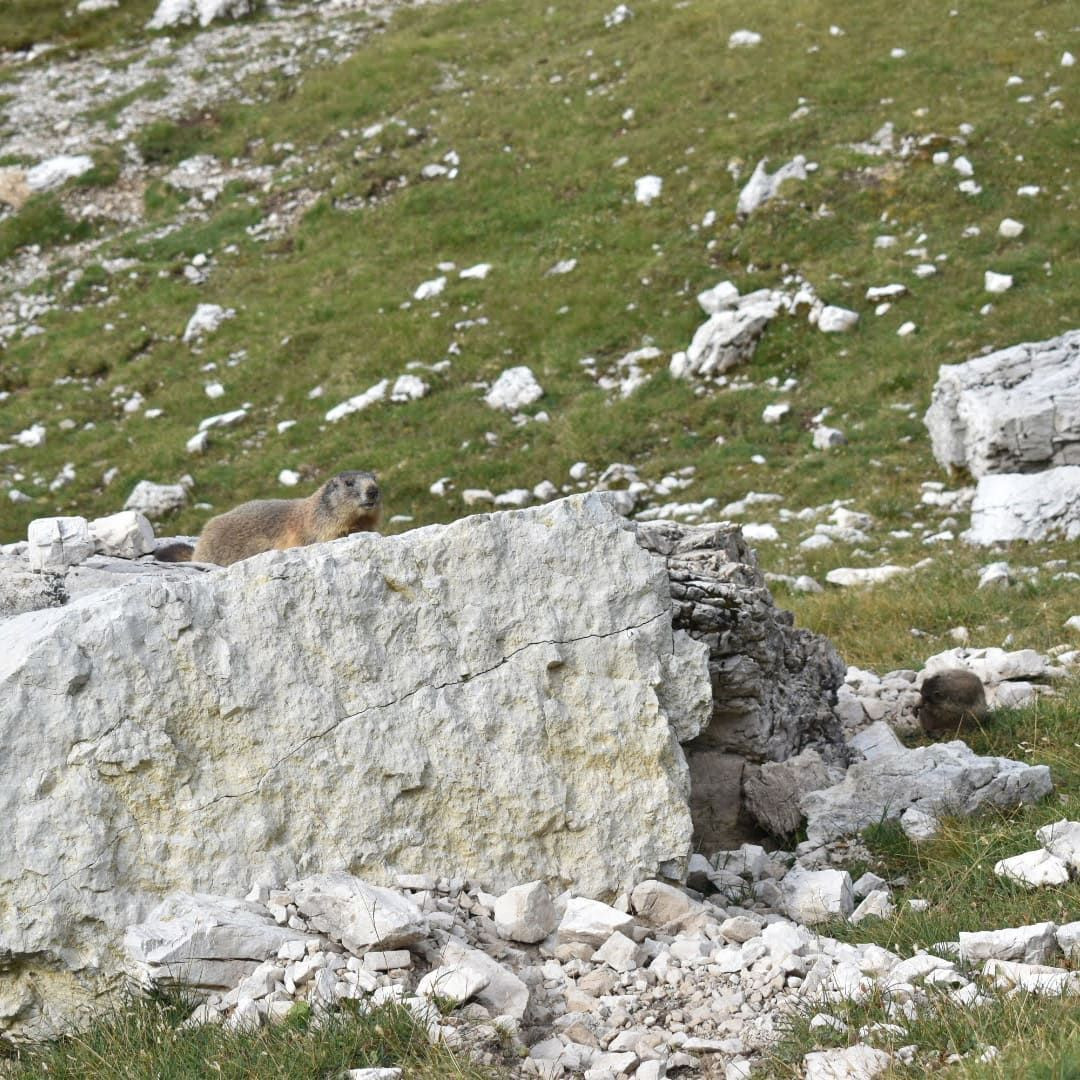 Marmot Valley - Dolomites © Giovanna Crippa