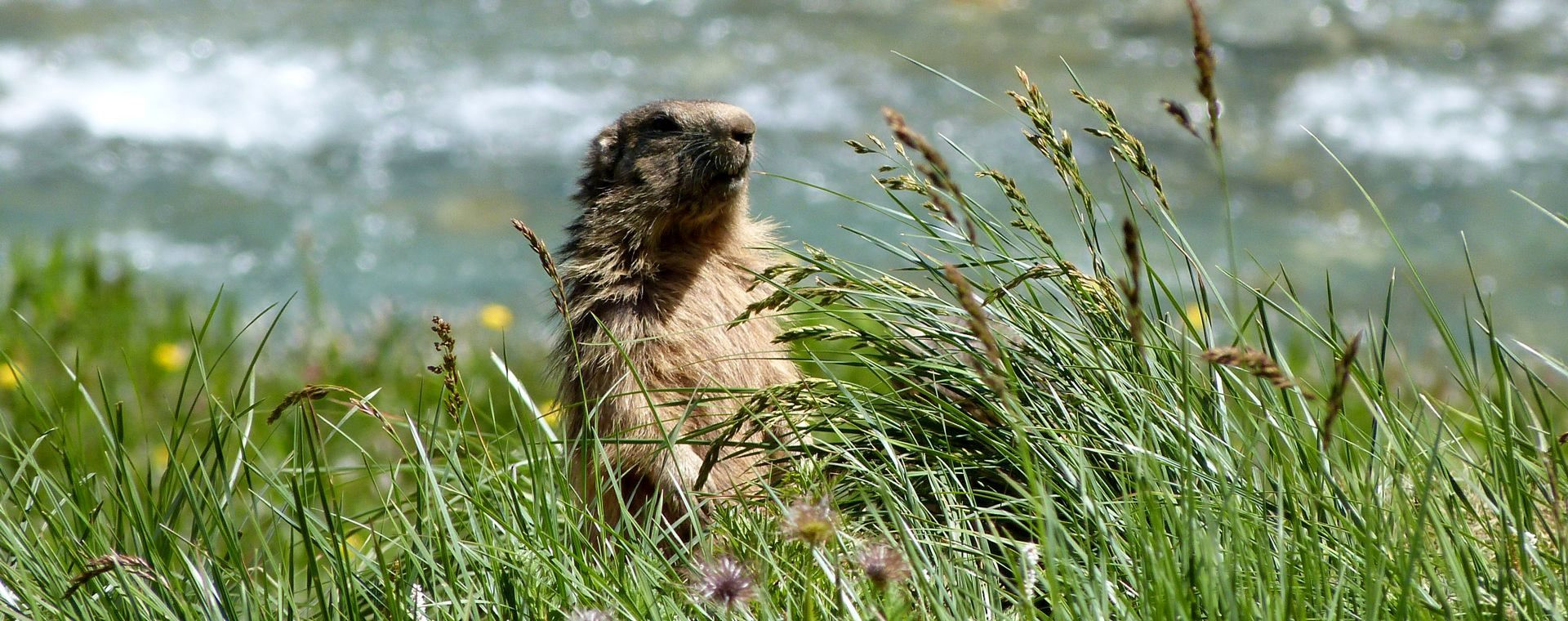 marmotte-parc-national-vanoise