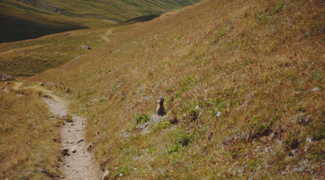 marmotte vanoise trek