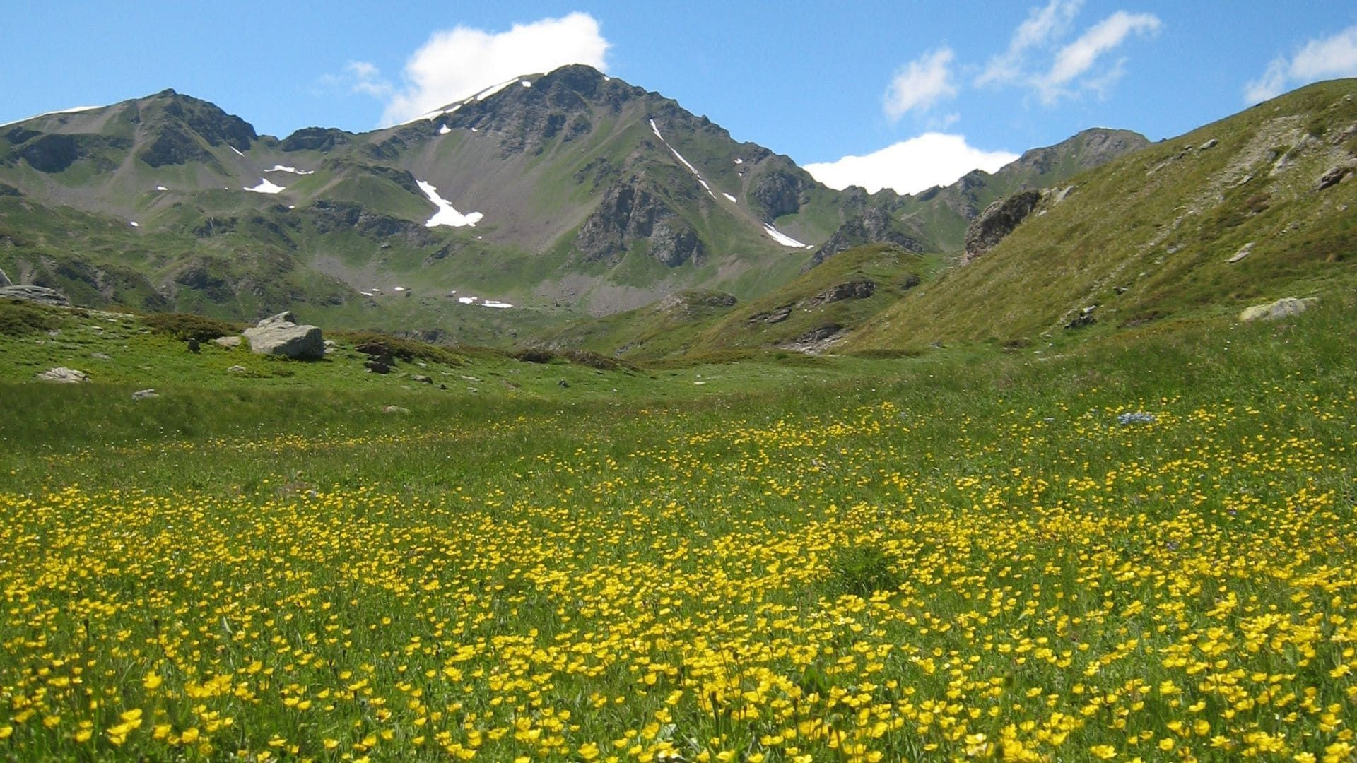 © François Ribard Prairie fleurie de boutons d'or dans le Grand Paradis - Vallée d'Aoste - Italie