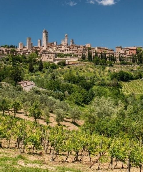Tours médiévales de San Gimignano au-dessus des vignes - Toscane - Italie