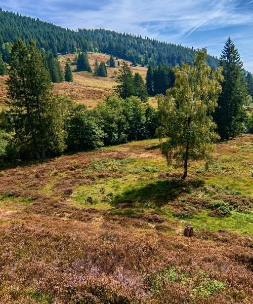 menzenschwand_c_unsplash_.jpg