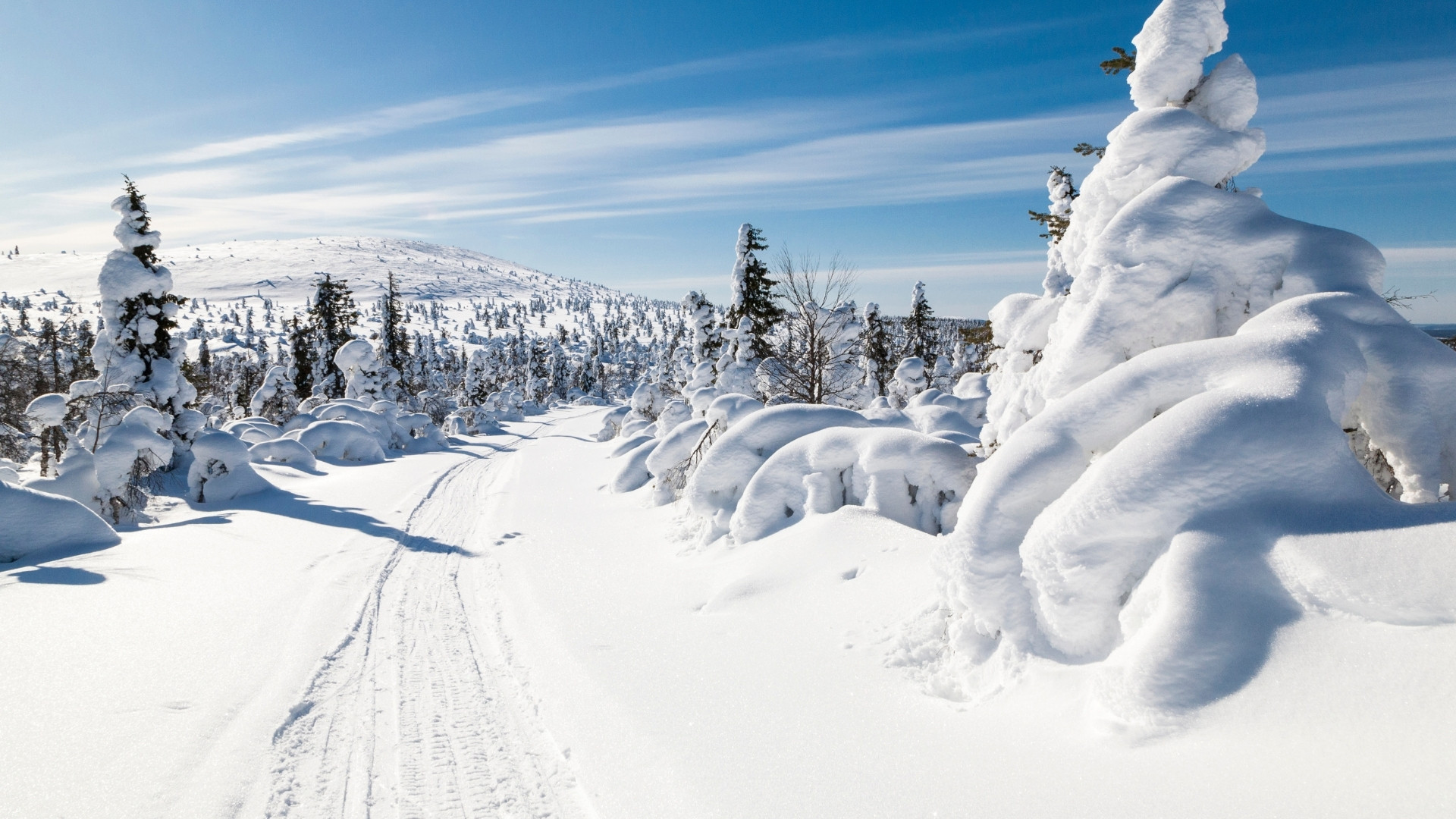 Piste enneigée et sapins givrés - Laponie - Finlande