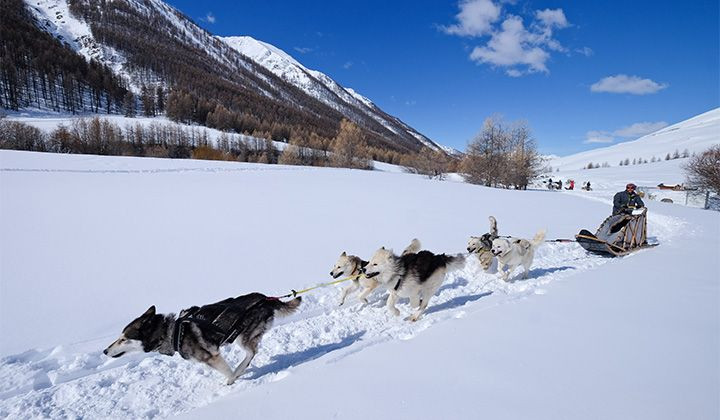 Attelage de chiens de traîneau dans la neige - Queyras - Alpes