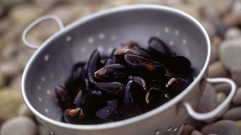 Moules dans une passoire - Îles Anglo-Normandes