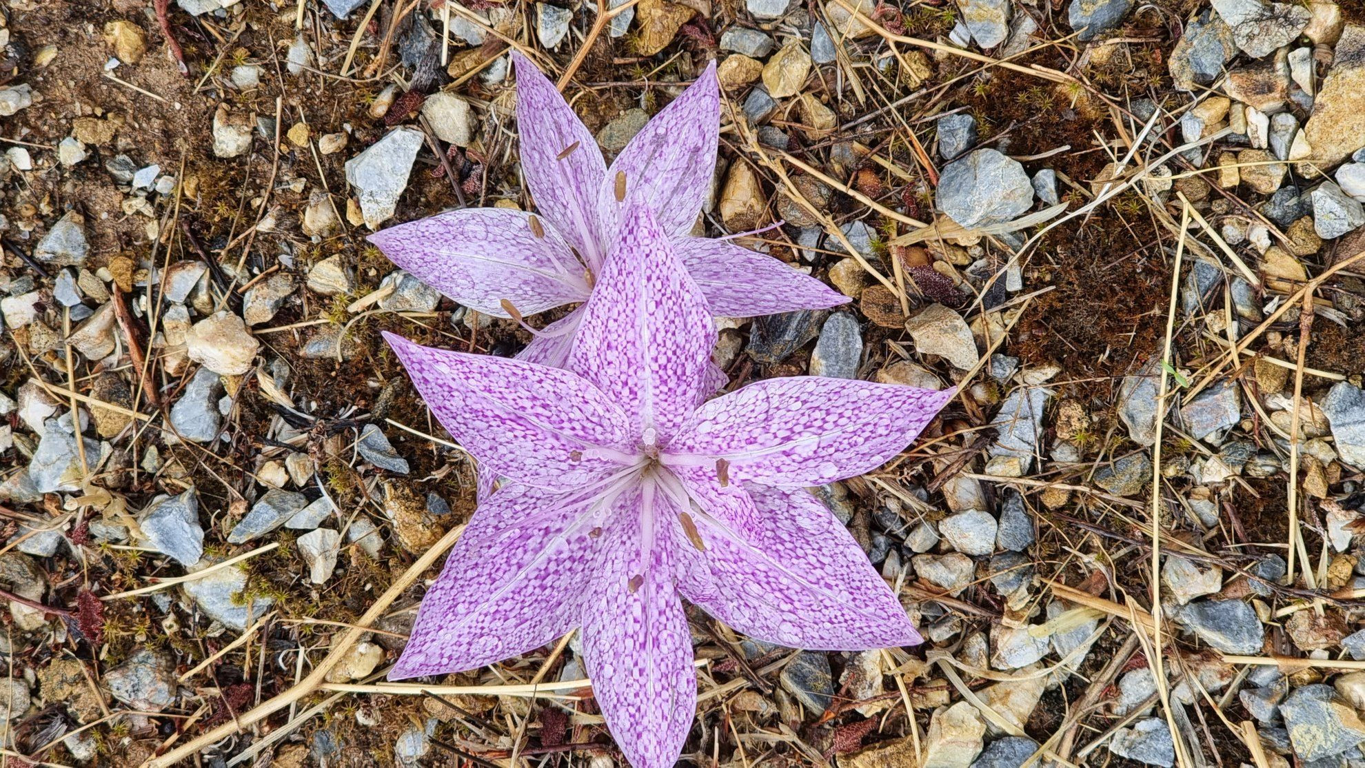 Naxos - Colchicum variegatum, espèce de fleur native de Grèce © Anne-Marie Billault