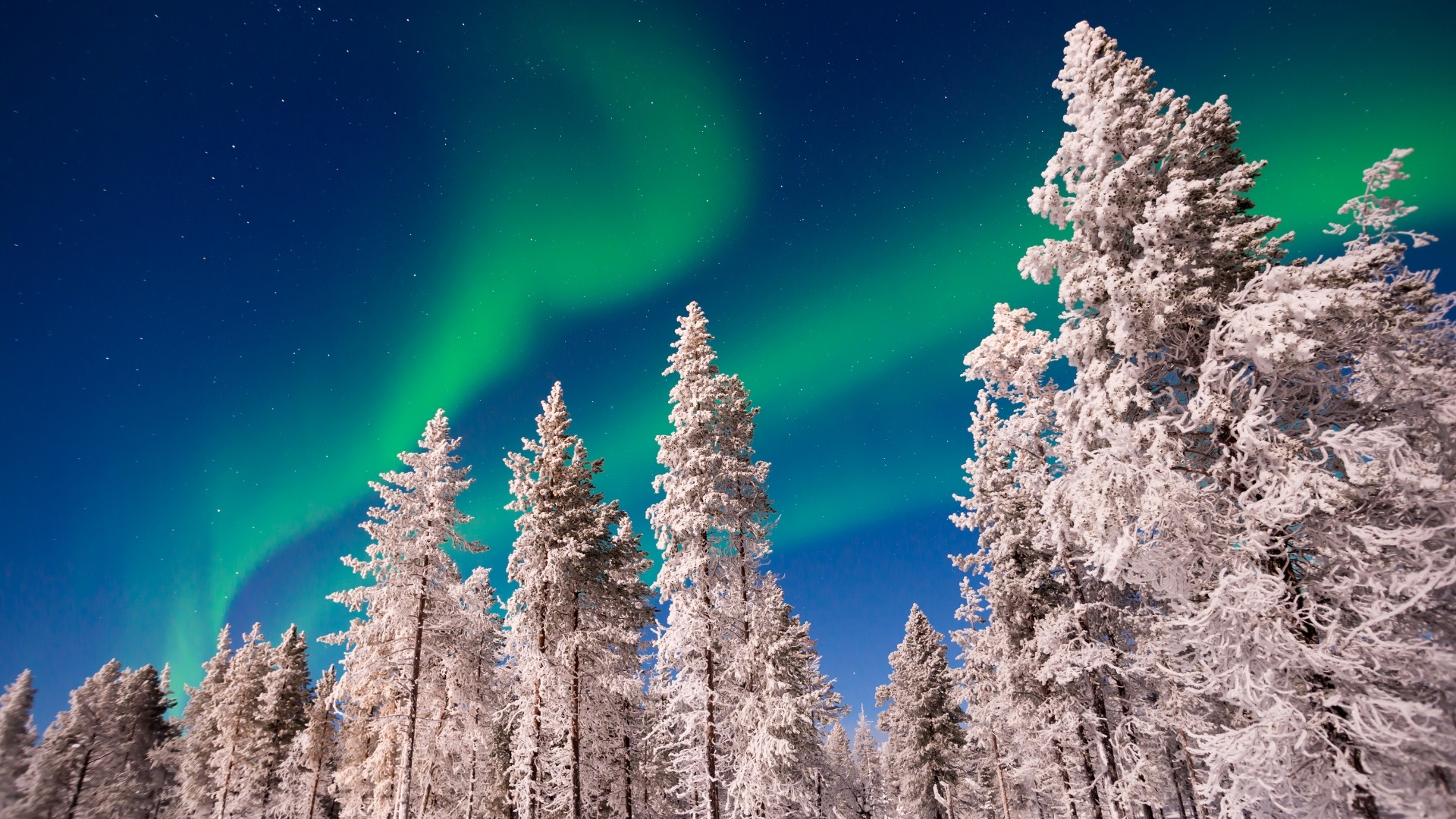 Aurores boréales au-dessus des sapins enneigés - Laponie