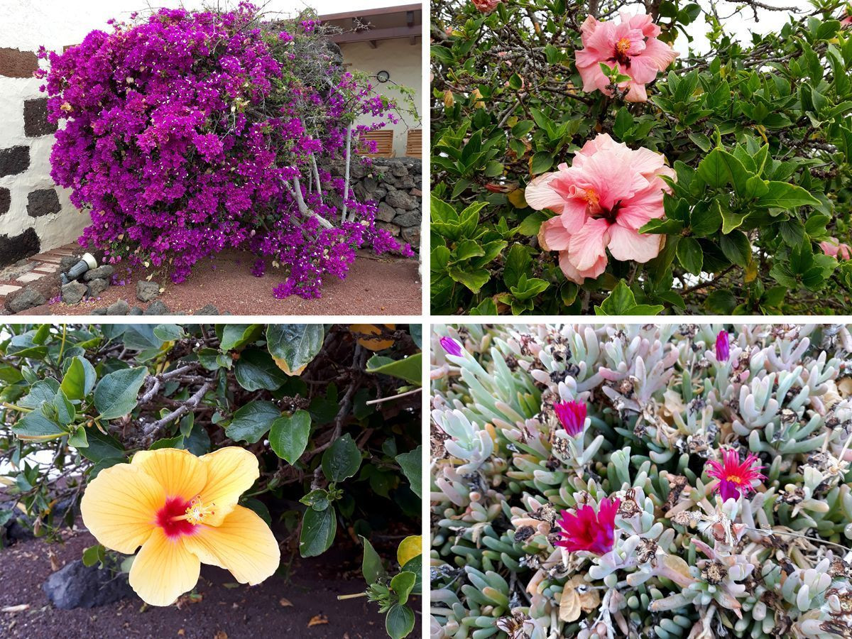 Notre hébergement à Lotus Del Mar. Voici de magnifiques couleurs devant notre porte ! Bougainvilliers, hibiscus, malephora crocea, etc...