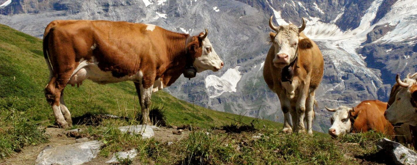 Oberland 14 - Suisse
