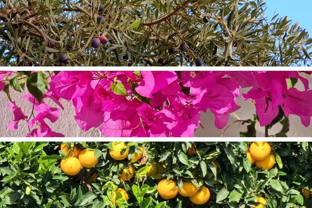 Olivier, bougainvilliers et oranges © Anne-Marie Billault