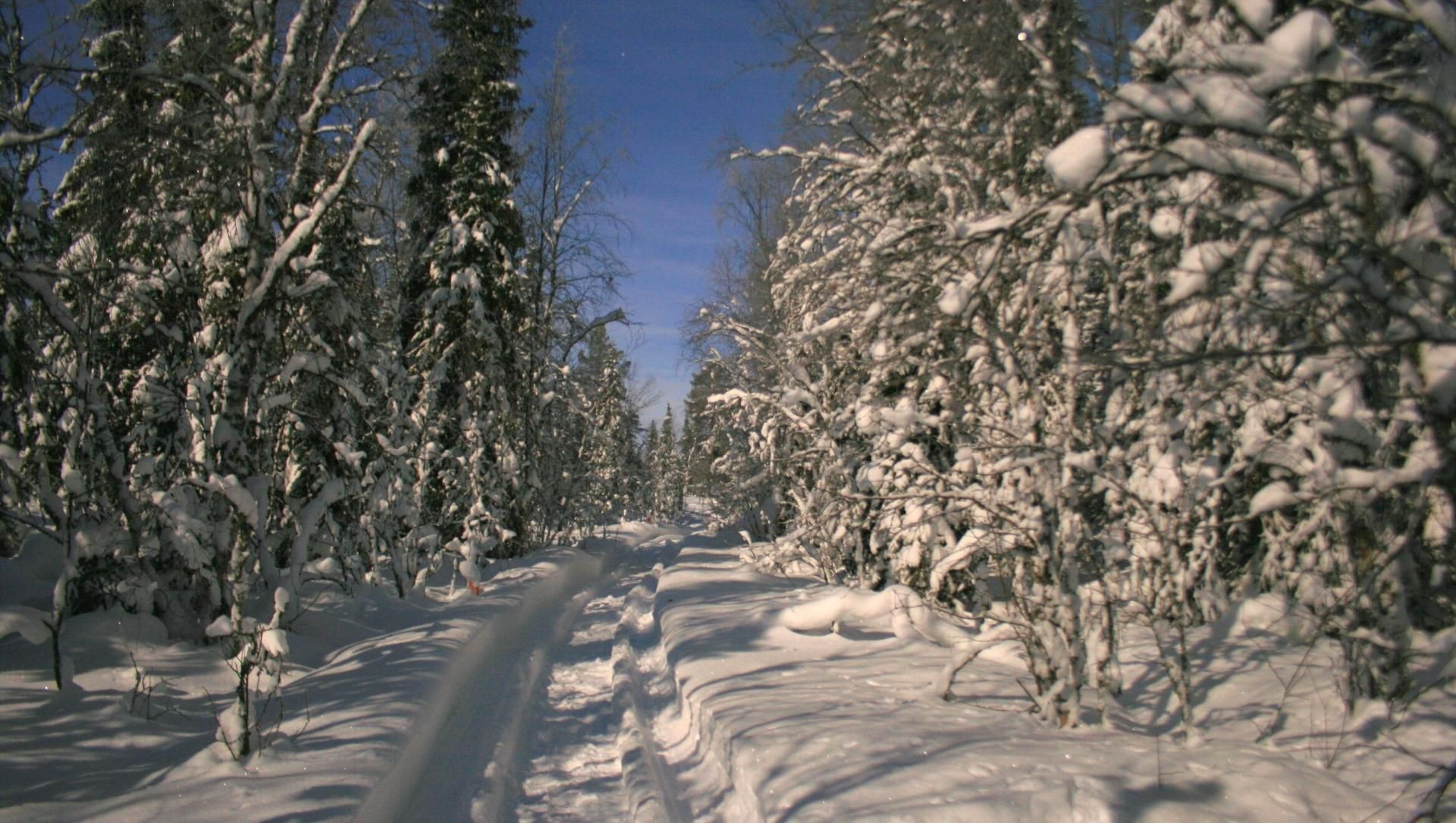 Piste de ski de fond dans la taïga enneigée - Laponie - Finlande