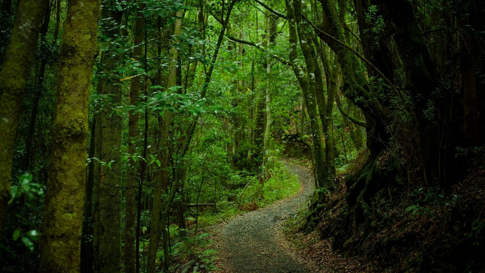 © Tourisme Canaries Chemin Gomera C Tourisme Canaries - Canaries - Espagne